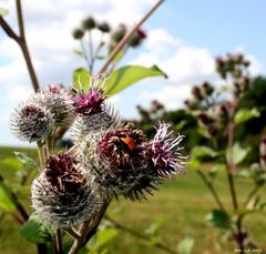 Mal wieder eine Distel .....