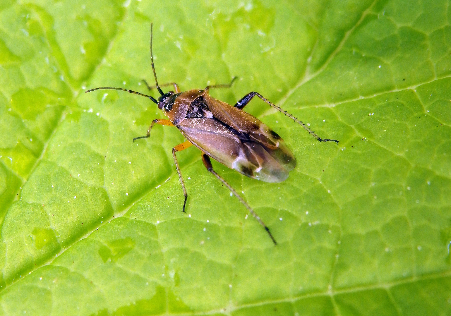 Mal wieder eine Eichenwanze (Harpocera thoracica)