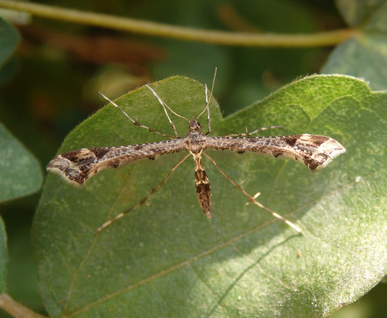 Mal wieder eine Federmotte - Amblyptilia punctidactyla