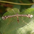 Mal wieder eine Federmotte - Amblyptilia punctidactyla