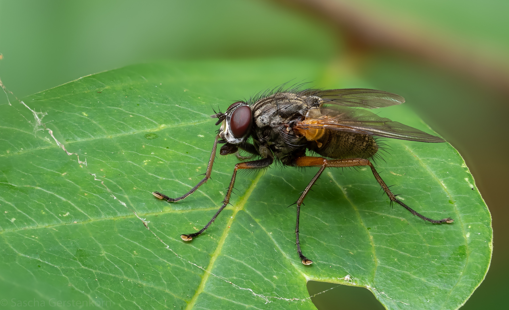 mal wieder eine Fliege