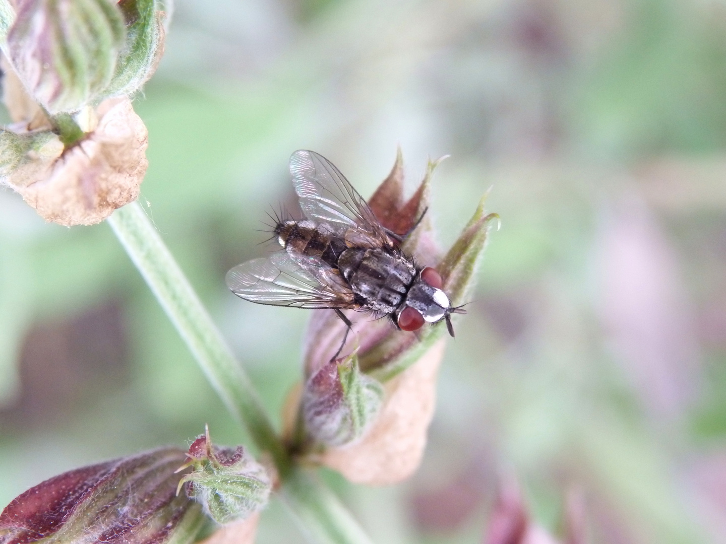 Mal wieder eine Fliege - Trabantenfliege (Metopia sp.)