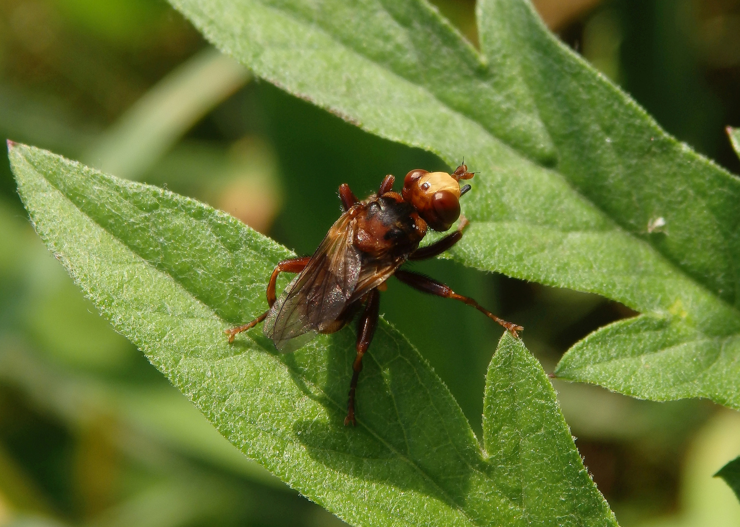 Mal wieder eine Gemeine Breitstirnblasenkopffliege (Sicus ferrugineus)