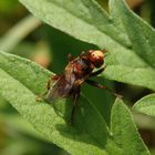 Mal wieder eine Gemeine Breitstirnblasenkopffliege (Sicus ferrugineus)