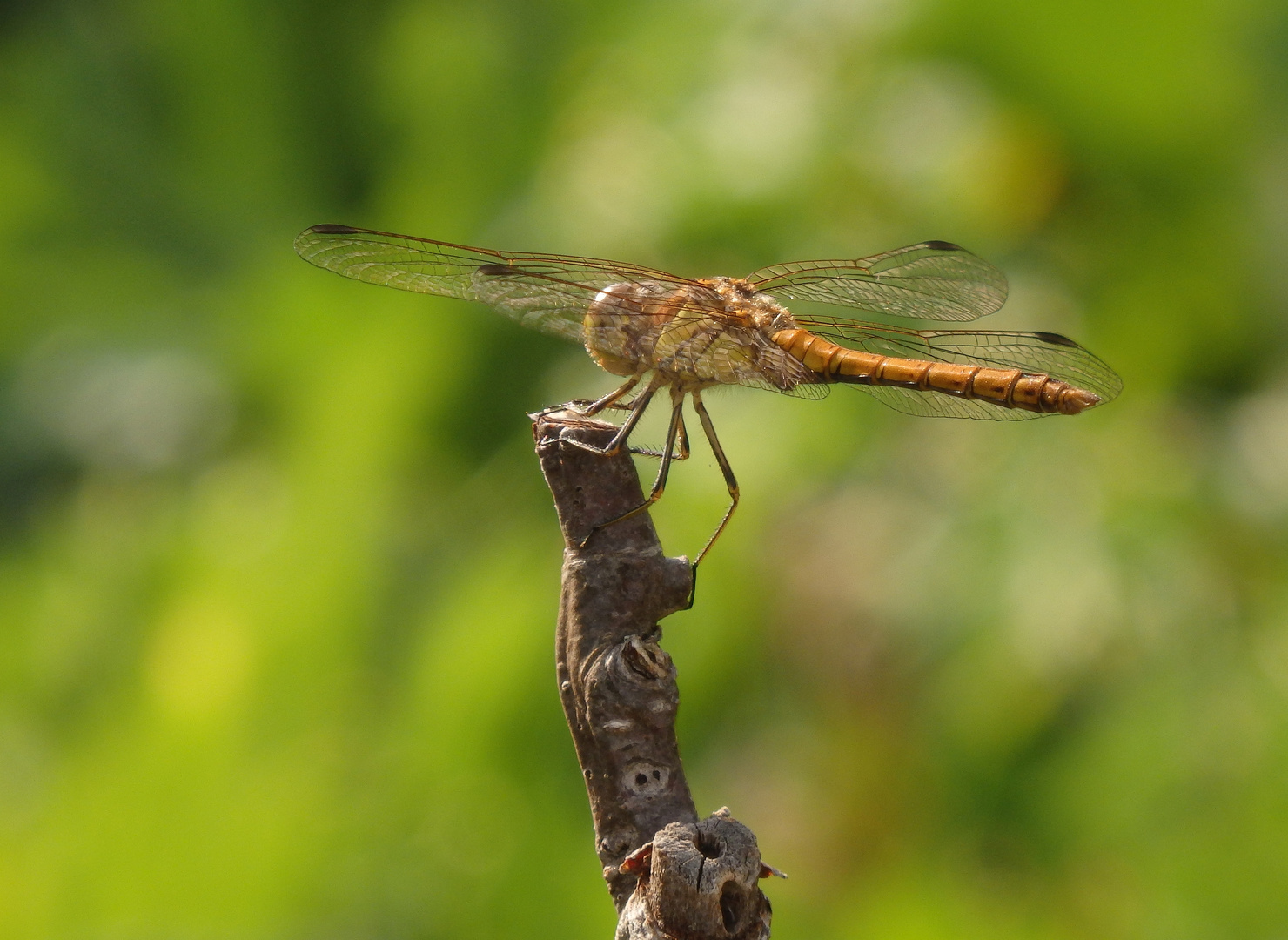 Mal wieder eine Gemeine Heidelibelle (Sympetrum vulgatum)