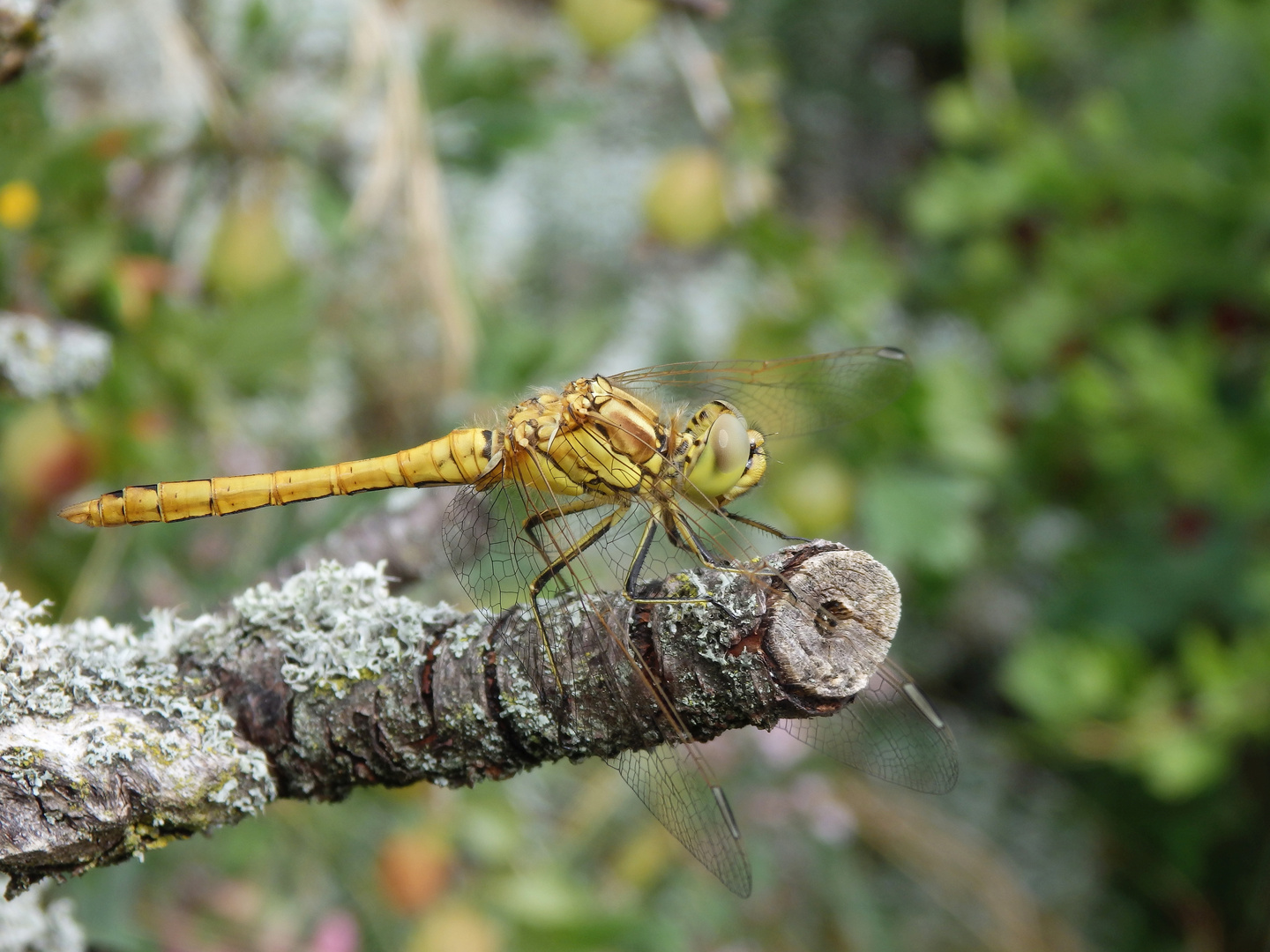 Mal wieder eine Gemeine Heidelibelle (Sympetrum vulgatum)