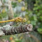 Mal wieder eine Gemeine Heidelibelle (Sympetrum vulgatum)