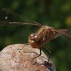 Mal wieder eine Heidelibelle - Weibchen