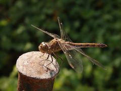 Mal wieder eine Heidelibelle - Weibchen