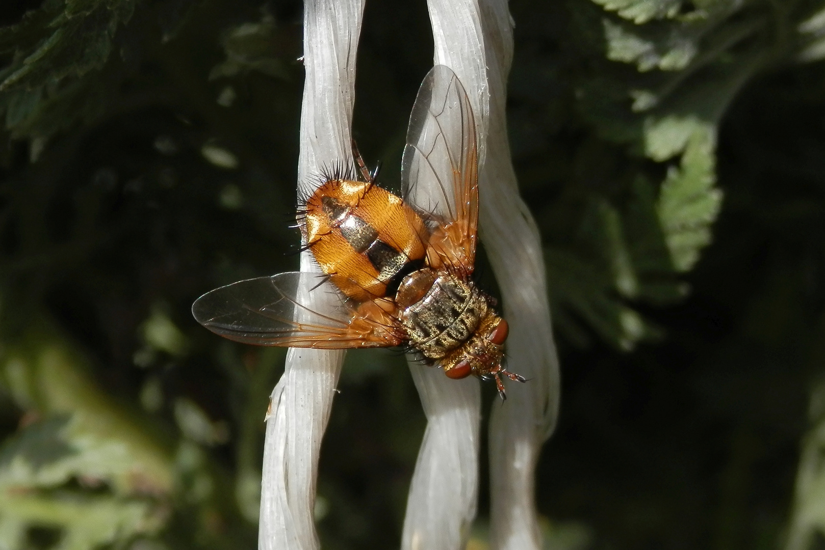 Mal wieder eine Igelfliege (Tachina fera)