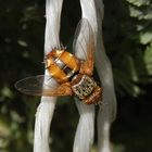 Mal wieder eine Igelfliege (Tachina fera)