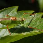 Mal wieder eine Punktierte Zartschrecke (Leptophyes punctatissima) - Männchen