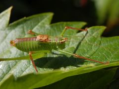 Mal wieder eine Punktierte Zartschrecke (Leptophyes punctatissima) - Männchen