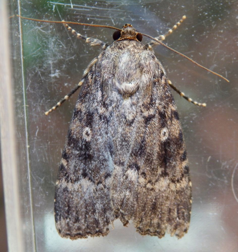 Mal wieder eine Pyramideneule (Amphipyra pyramidea) Foto & Bild tiere