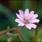 Mal wieder eine Rosa....