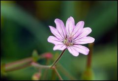 Mal wieder eine Rosa....