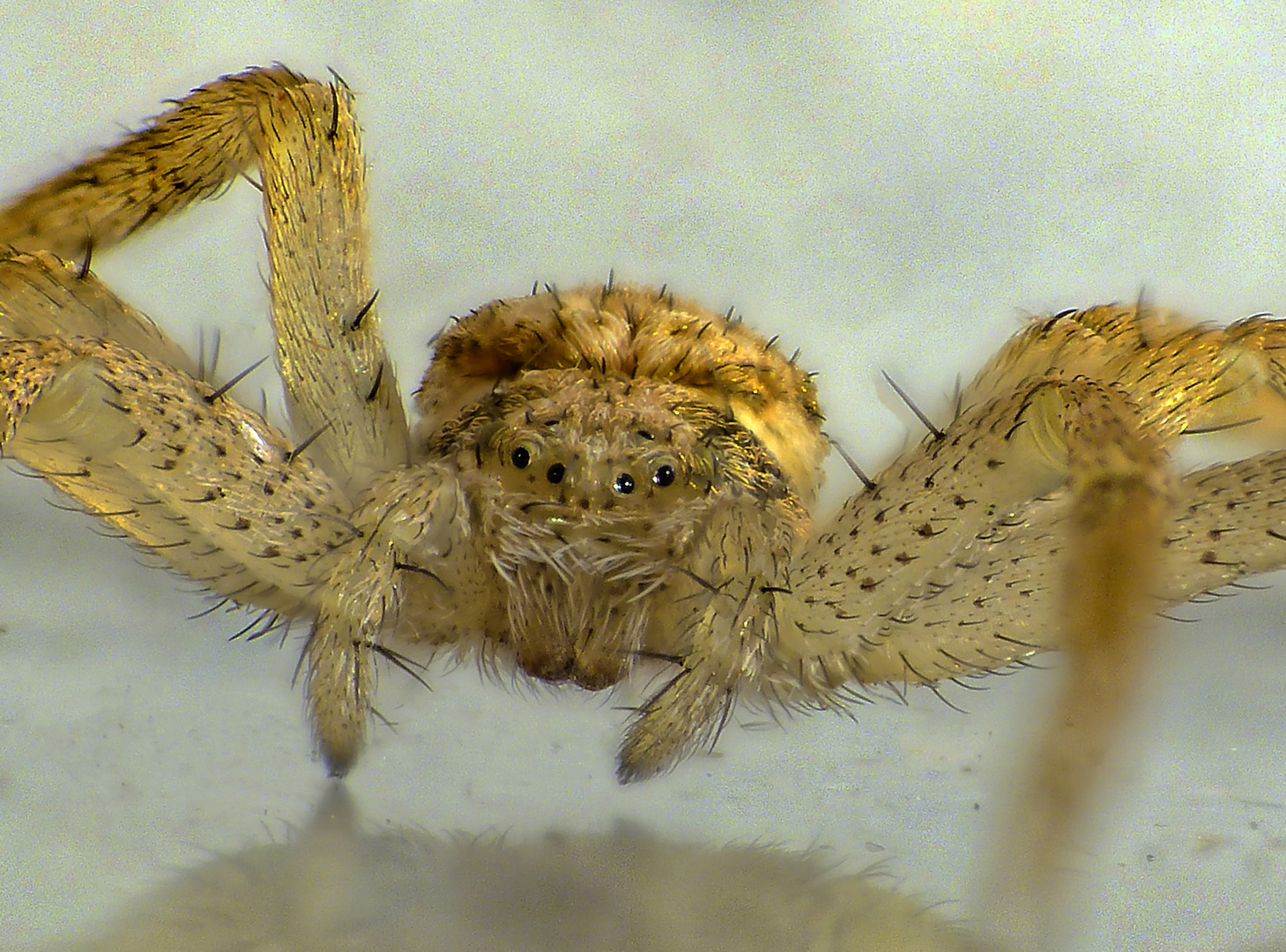 Mal wieder eine Spinne im Haus - Philodromus dispar ?