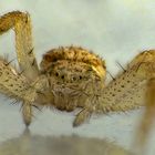 Mal wieder eine Spinne im Haus - Philodromus dispar ?