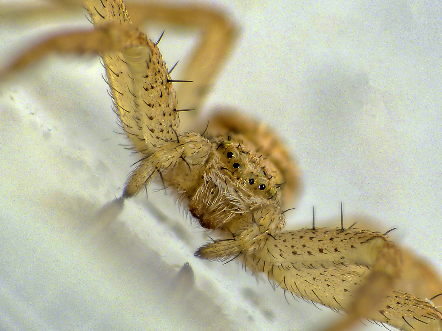 Mal wieder eine Spinne im Haus - Philodromus dispar ?