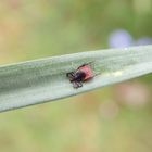 Mal wieder eine Zecke im heimischen Garten