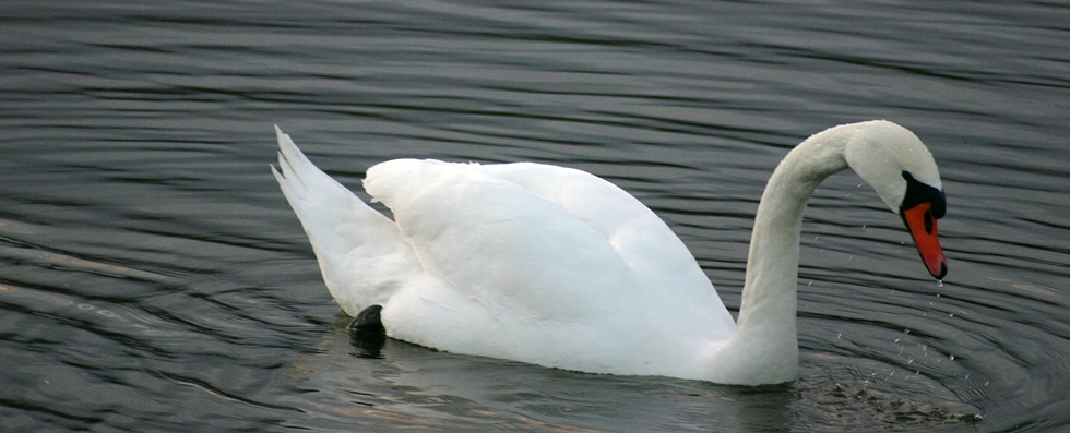 Mal wieder einen Schwan