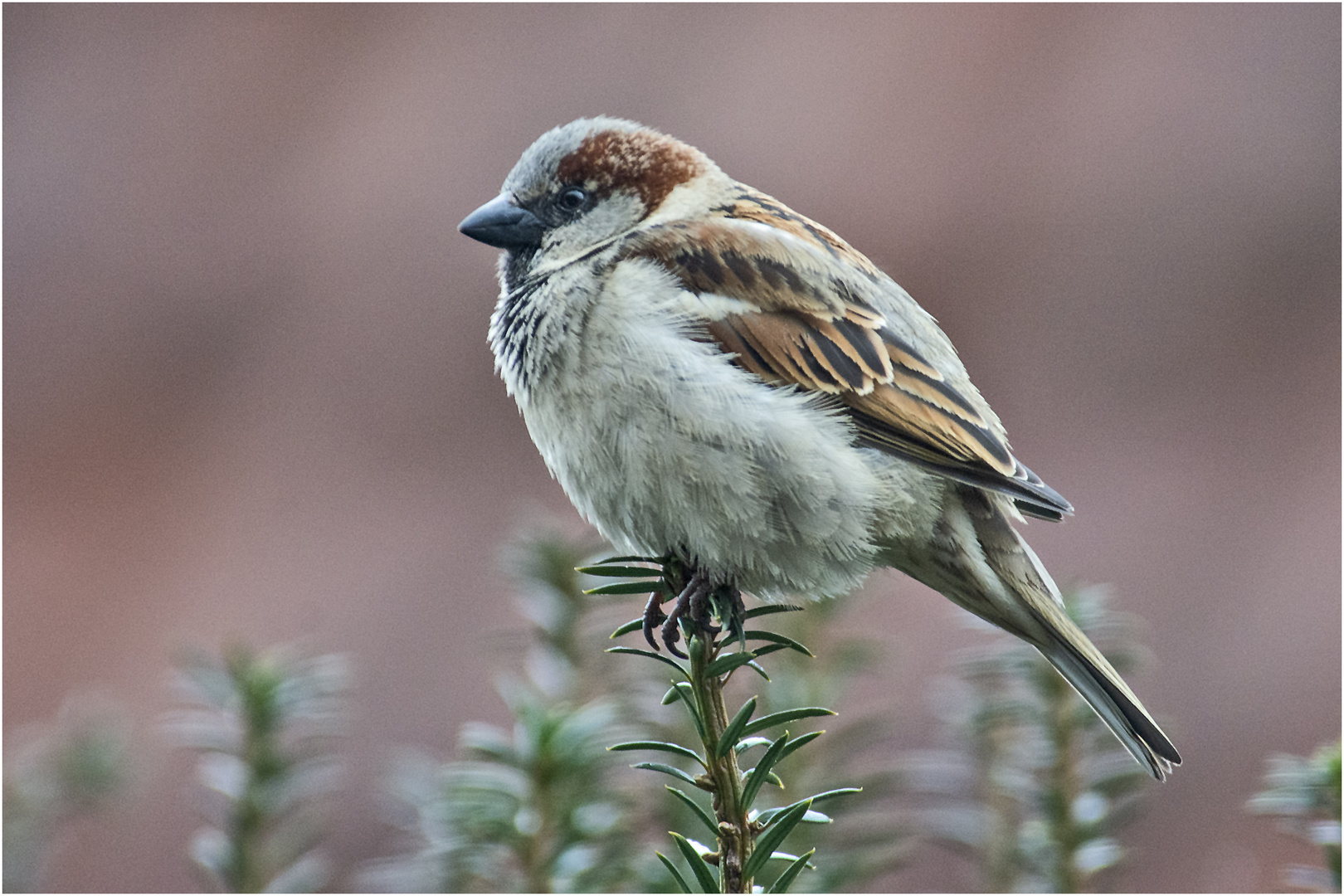 Mal wieder einen "Spatz" zeigen, . . .