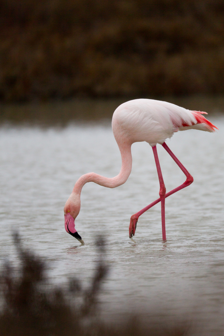 Mal wieder "Flamingo"