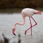 Mal wieder "Flamingo"