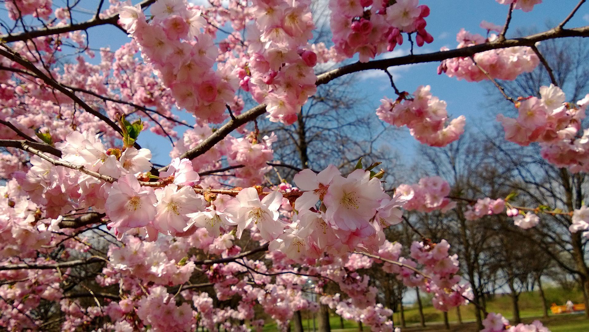 Mal wieder Frühling