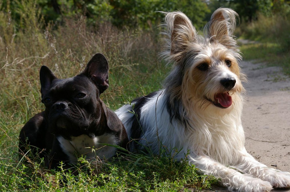 Mal wieder Hansi und Lilli