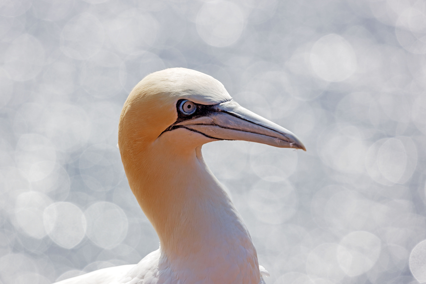 Mal wieder Helgoland