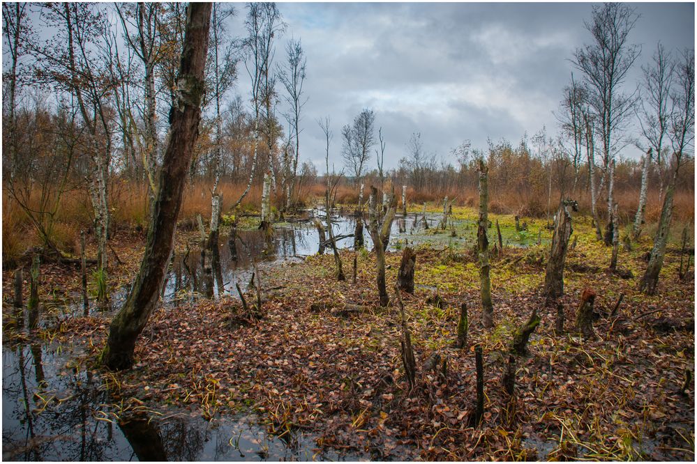 mal wieder im Moor