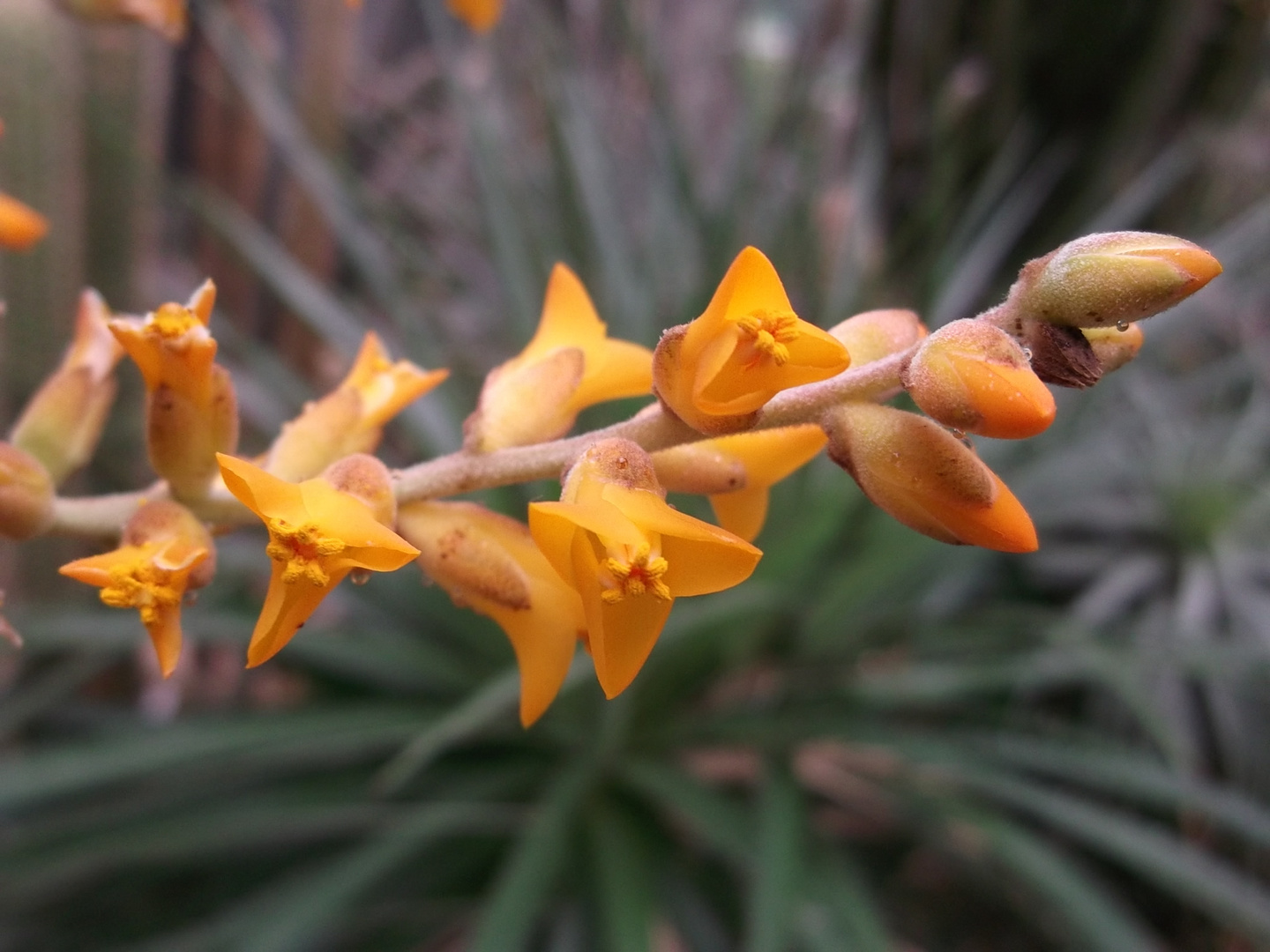 mal wieder im Palmengarten