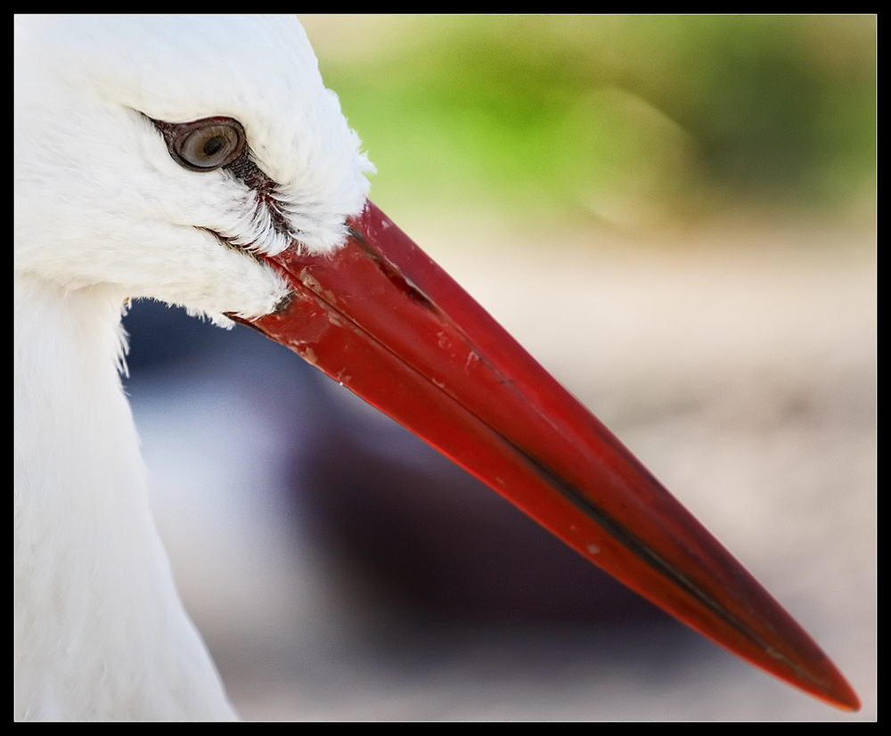 Mal wieder im Tierpark......III