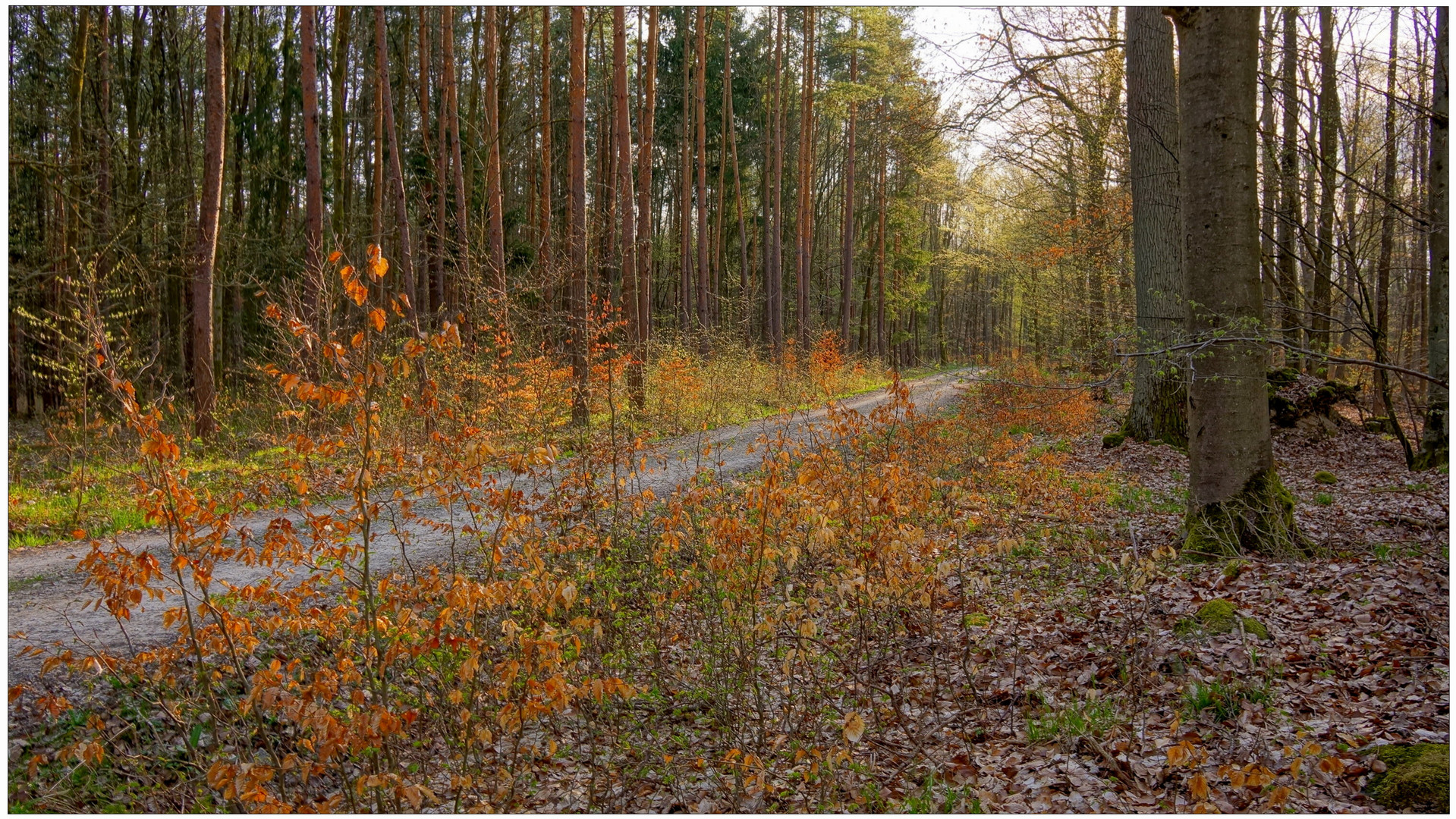 mal wieder im Wald II (nuevamente en el bosque II)