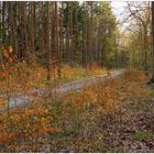 mal wieder im Wald II (nuevamente en el bosque II)