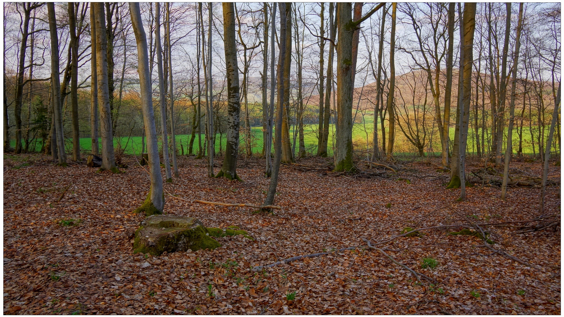 mal wieder im Wald IV (nuevamente en el bosque IV)