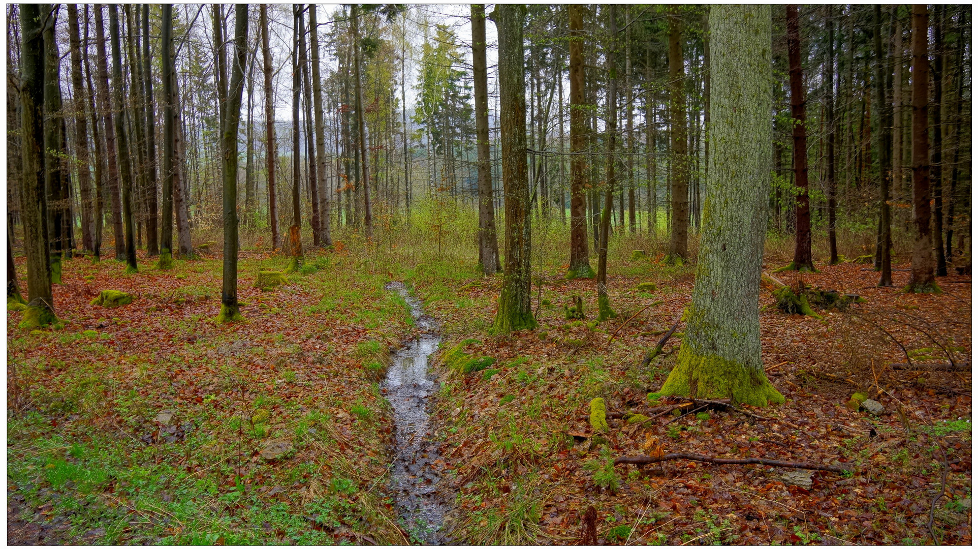 mal wieder im Wald VI (nuevamente en el bosque VI)