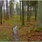 mal wieder im Wald VI (nuevamente en el bosque VI)