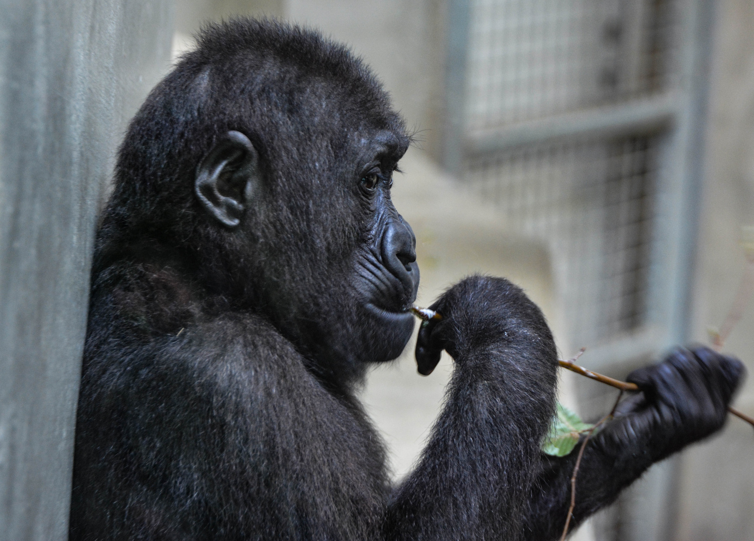 Mal wieder im Zoo 2