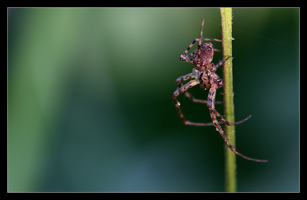 mal wieder: kleine hübsche spinne *g*