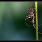 mal wieder: kleine hübsche spinne *g*