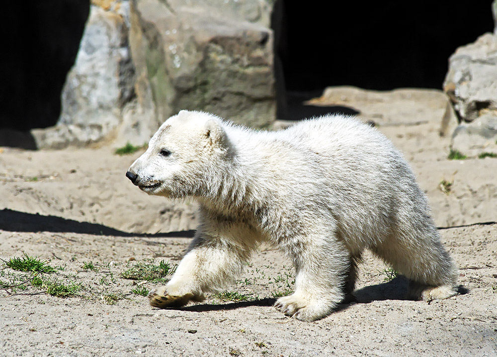 ... mal wieder Knut ...