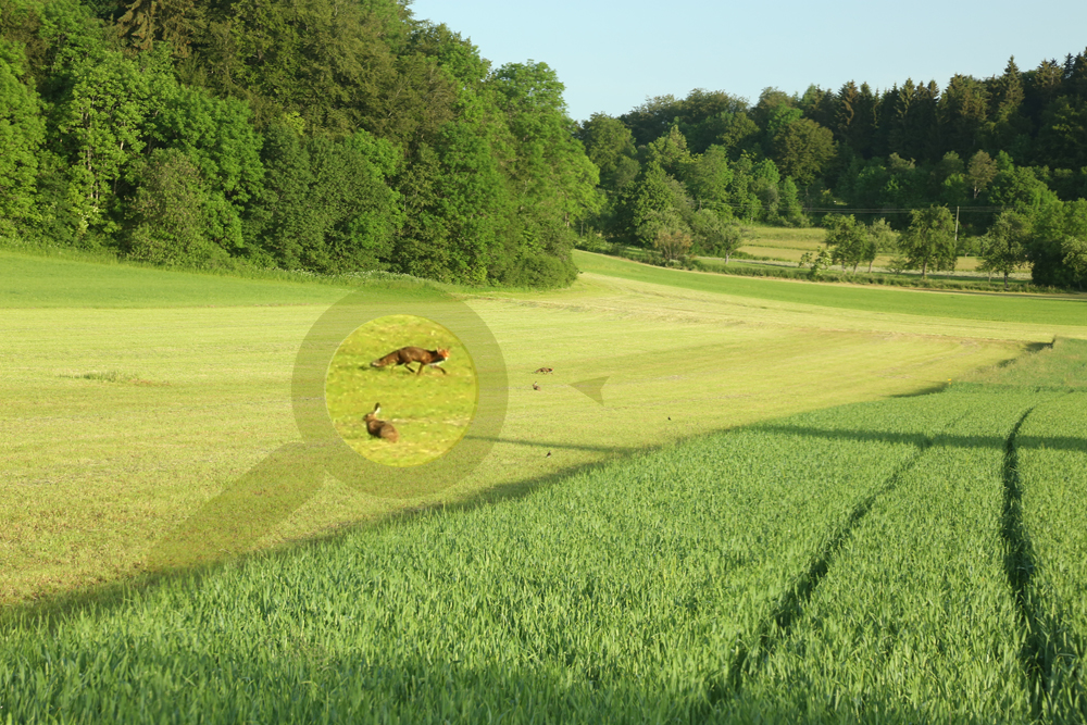 ...mal wieder mit dem falschen Objektiv unterwegs :-)