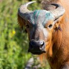 mal wieder mit dem Malkasten der kleinen Schwester gespielt