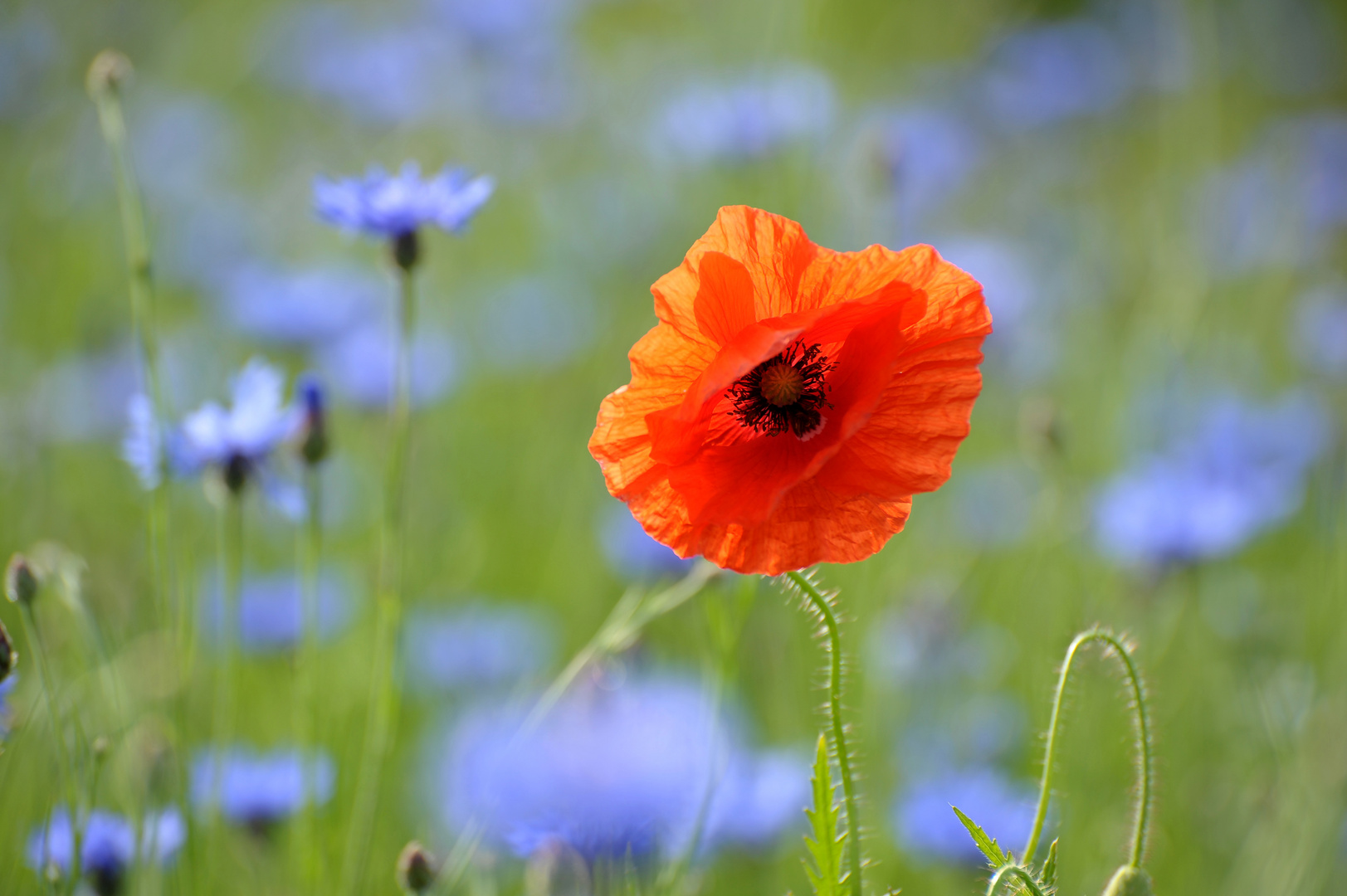 Mal wieder Mohn