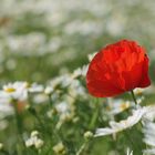 Mal wieder Mohn