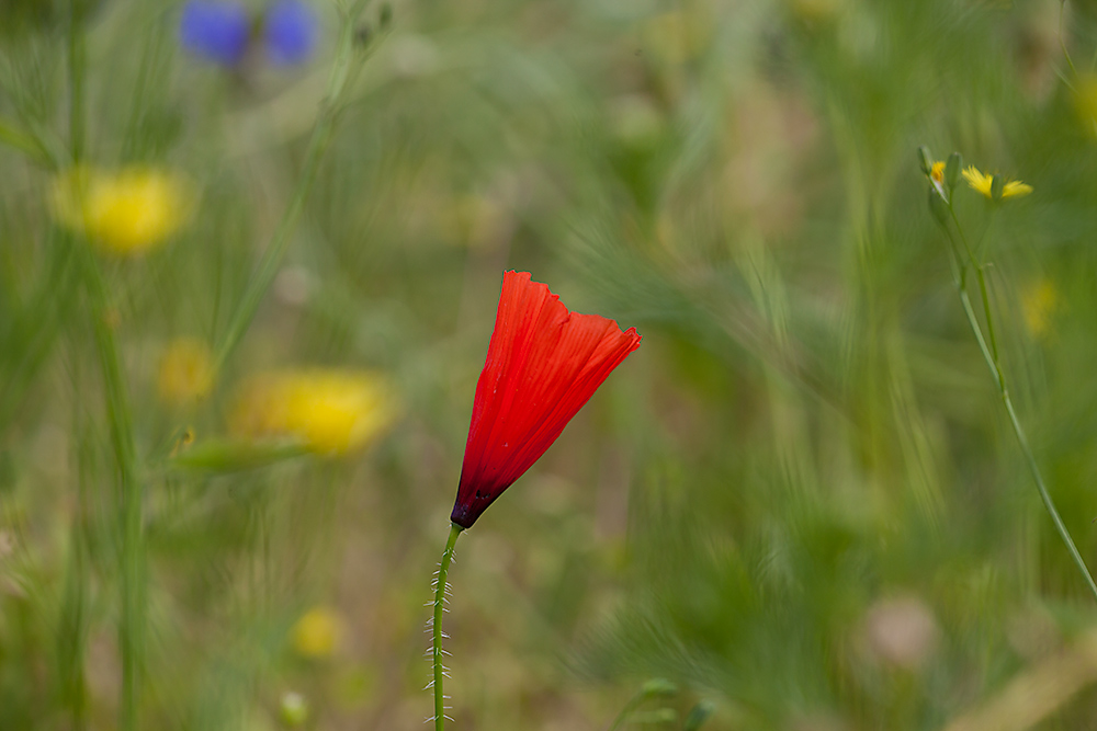 mal wieder Mohn