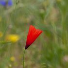 mal wieder Mohn