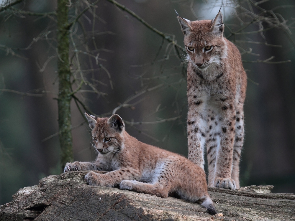 Mal wieder 'n spannendes Programm auf Luchs TV... (-: